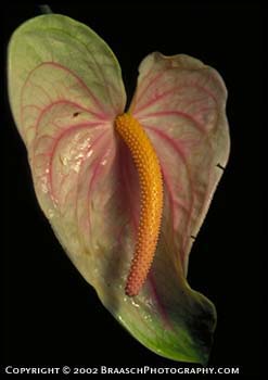 Botanic gardens. Aroid flower with large pastel pink/green spathe and prominent spadix. Introduced to Hawaii from Columbia, anthuriums (Araceae) are a significant commercial flower. Fairchild Garden, Miami