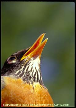 Birds. American robin, Turdus migratorius, singing. Close up of throat and head