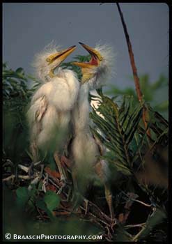 Youth. Egrets. Nesting. Everglades NP. Squawk. Punk.