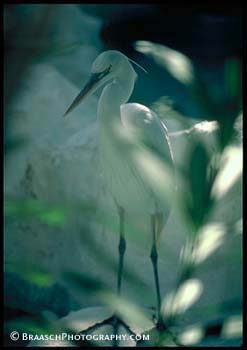 Heron. Great White Heron. Florida Keys