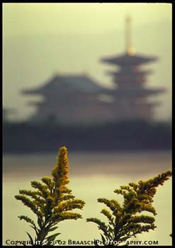 Pagodas. In dawn light beyond goldenrod, the Buddhist temple and pagoda of Yakushiji. Japanese tourism.  Religion. Oriental architecture