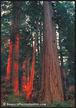 Redwoods. Redwood NP. California. Trees. Sunset. Large