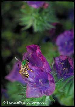 Bees, native. Pollination. Gardens. Flowers