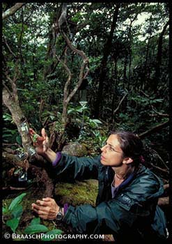 Botany. Botanists. Monteverde. Orchids. Cloud forest. Tropical forests. Climate change. Global warming. Scientists. Research. Karen Masters