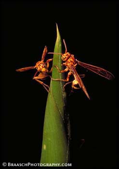 Insects. Bugs. Wasps. Tropical forest. Close up. Vespid wasps on bamboo shoot. Tambopata River. Amazonia. Peru