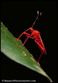 Bugs. Insects. Tropical forest. Close up. Red. Assassin bug. Peru. Amazonia.