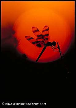 Summer. Dragonflies. Silhouettes. Sun. Heat. Design. Everglades Nat Park