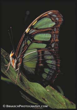 Butterflies. Amazon. Peru. Tropics. Philaethria dido. Near Iquitos