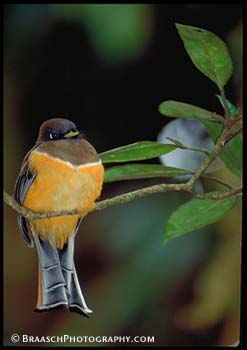 Trogon. Costa Rica. Monteverde. Birds. Tropics. Tropical forests. Orange. Pride. Orange-bellied trogon, Female.