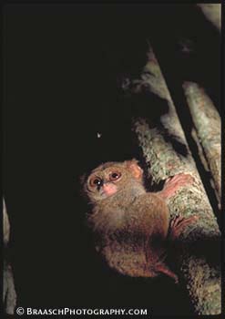 Tarsiers. Mammals. Primates. Monkeys. Indonesia. Sulawesi. Tropical forests. Tiny. Cute. Noctournal. Eyes. Climb. Tarsius spectrum, 3 inches, Tankoko NP, North Sulawesi.