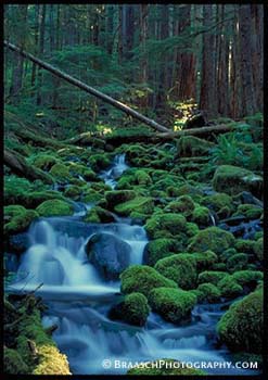 Streams. Water. Old Growth Forest. Forests. Cool. Clean. Moss. 