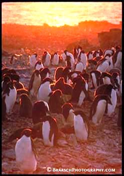 Penguins. Antarctica. Nesting. Birds. Climate change.