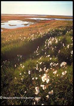 Tundra. Wetlands. Alaska. Sedge. Cottongrass. Natl Petroleum Reserve. Arctic Ocean