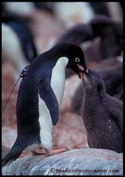 Ornithology. Penguins. Natl Science Foundation research. Nesting. Birds. Antarctica. Adelie penguin wearing radio transmitter in nesting study, Anvers island. 