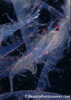 Invertebrates. Krill. Plankton. Euphasia superba. Antarctica. Food chain.