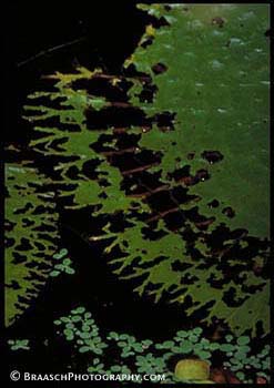 Fractals. Patterns. Decomposition. Leaves. Edge of Victoria waterlily leaf, Amazon River, Peru