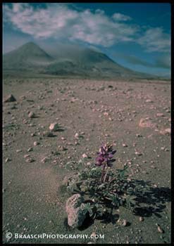 Regrowth. Mt St Helens volcano, 1985, first plants appear on Pumice Plain 3 miles from crater. Lupine lepidus. See 1999 photo. Volcanoes. Sucession