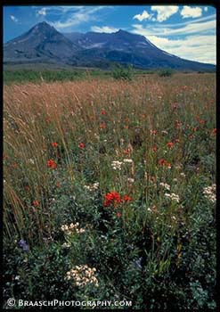 Regrowth. Mt St Helens volcano, 1999, regrowth of wildflowers, grasses, since 1980 eruption. Site of 1985 initial wildflower reappearance, 3 miles from crater. Volcanoes. Sucession