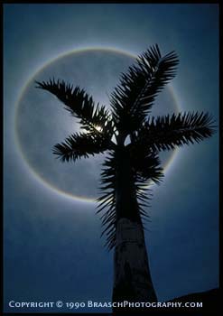 Palms. Tree silhouetted against circle around the sun, Yucatan, Mexico. 22-degree halo in ice clouds. Sky. Atmosphere