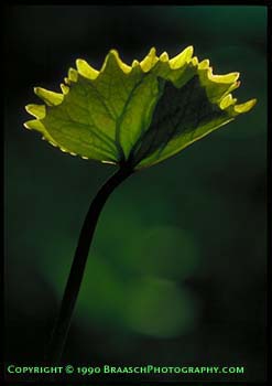 Spring. Deerfoot vanilla leaf unfurling. Leaves. Patterns. Growth of veins