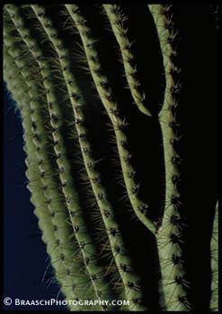 Cactus. Saguaro cactus detail. Patterns. Saguaro National Park, AZ